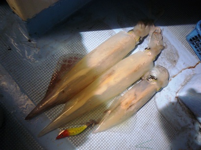 胴長37cm