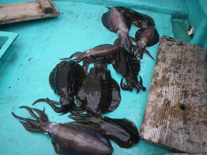 釣果