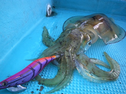 アオリ1.2kg