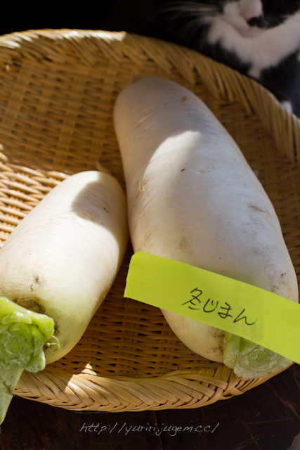 20111213 チャーミーさんちの野菜たち-8.jpg