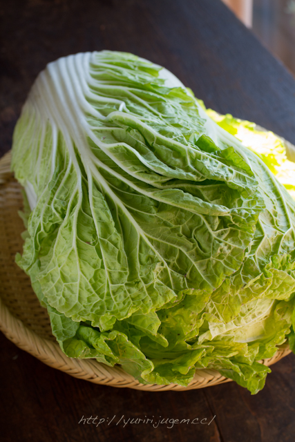 20111213 チャーミーさんちの野菜たち-5.jpg