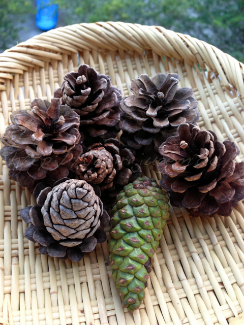20131101松ぼっくりの秘密-2.jpg