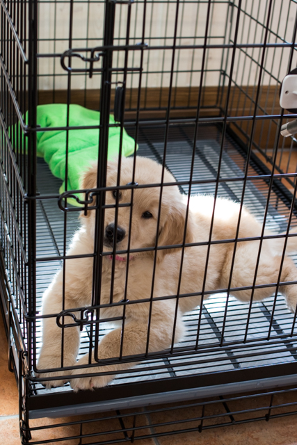 20140919もも.jpg