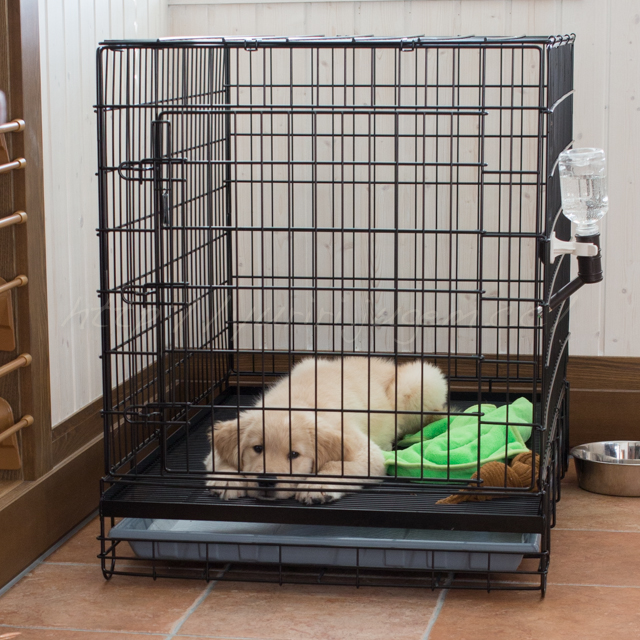 20140928本日のもも.jpg