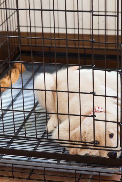 20141008もも-2.jpg