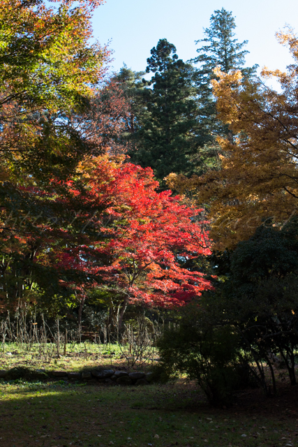 20141104牡丹園-2.jpg