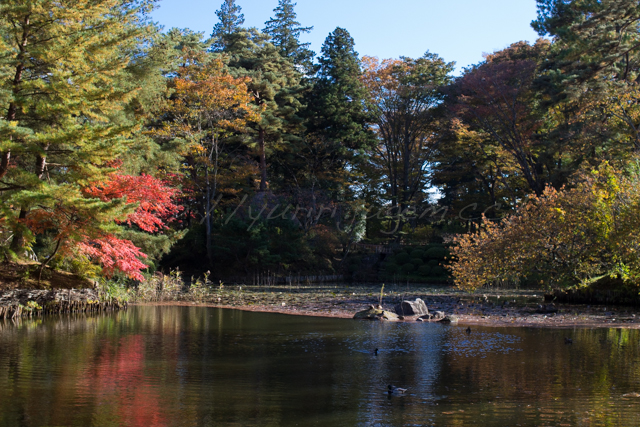 20141104牡丹園.jpg