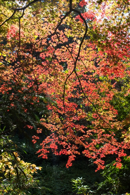 20141106紅葉-5.jpg