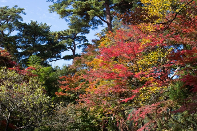 20141106紅葉-3.jpg