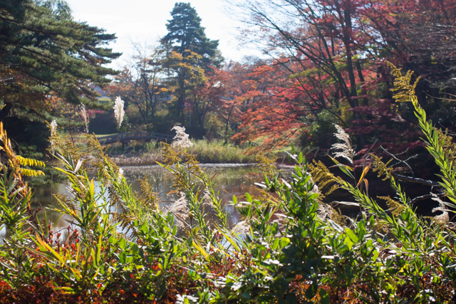 20141106紅葉-2.jpg