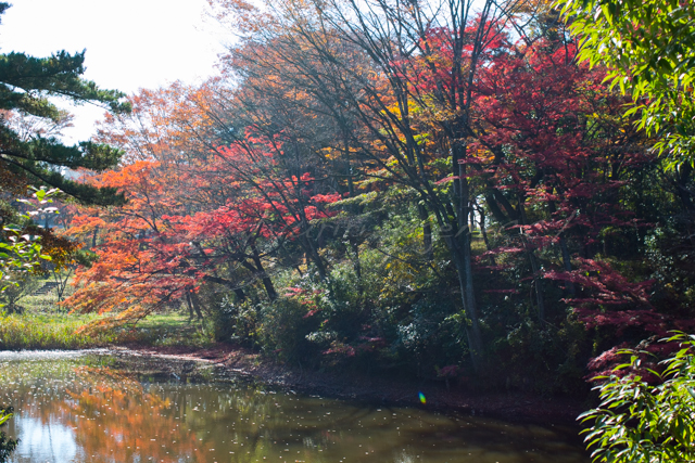 20141106紅葉.jpg