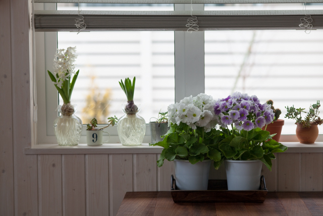 20150206花-2.jpg