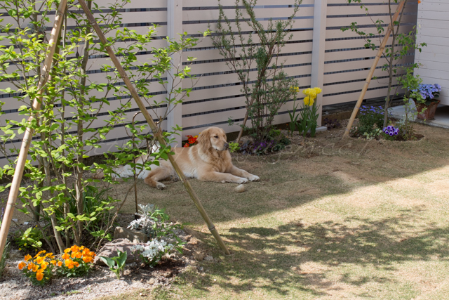 20150503庭-13.jpg