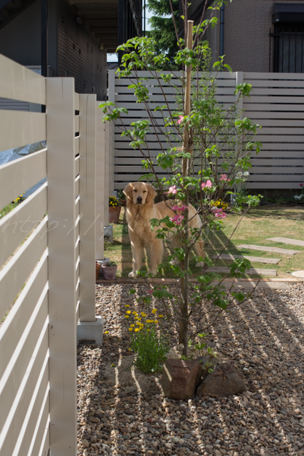 20150503庭-11.jpg