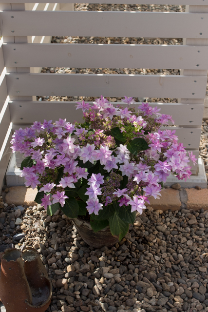 20150503庭-10.jpg