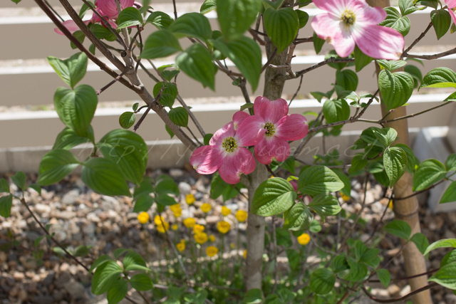 20150503庭-9.jpg