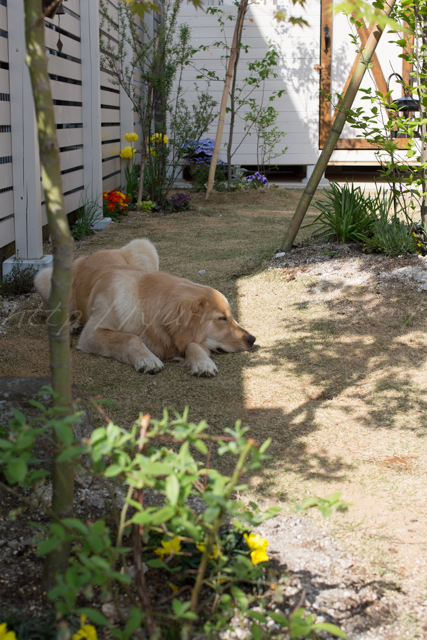 20150503庭-8.jpg