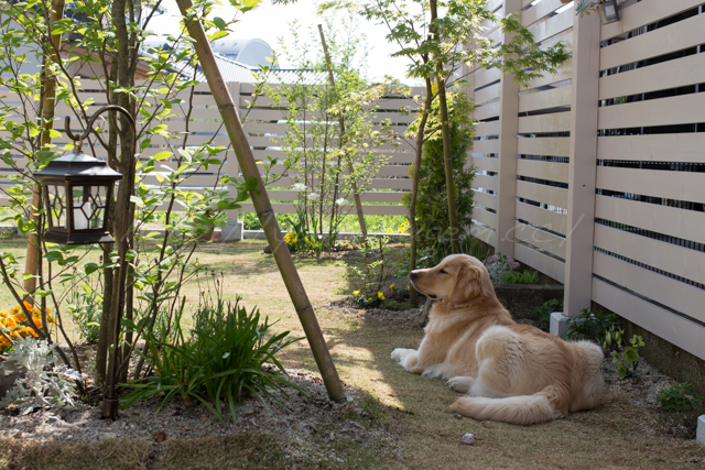 20150503庭-7.jpg