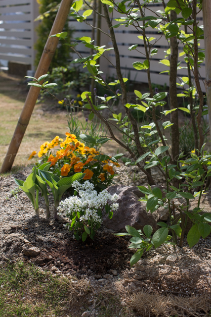 20150503庭-3.jpg