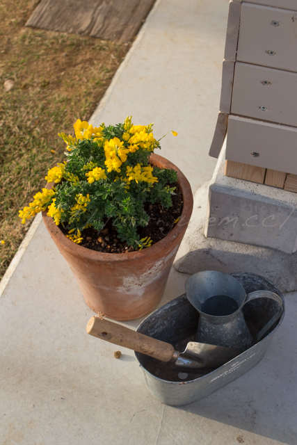 20150501庭-8.jpg
