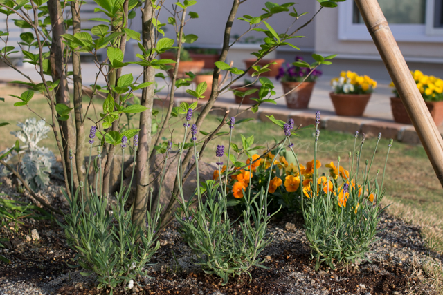 20150501庭-3.jpg