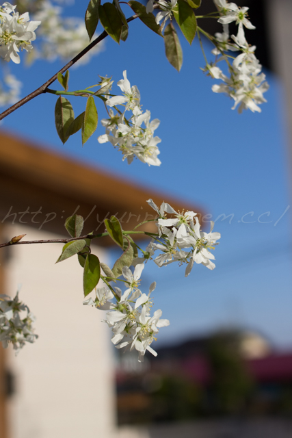 20150422庭.jpg