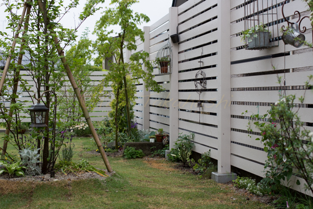 20150519雨の庭-13.jpg