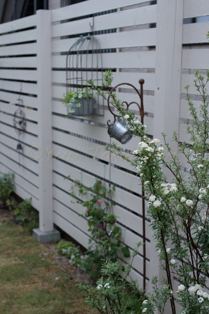 20150519雨の庭-12.jpg