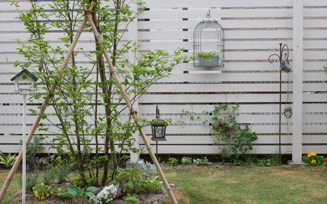 20150519雨の庭-2.jpg