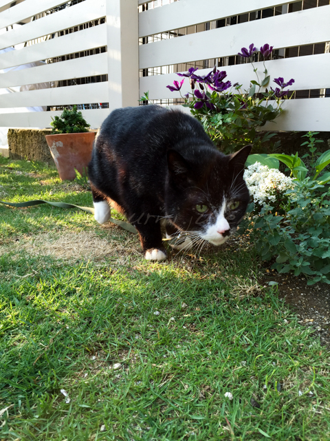 20150527けん-2.jpg