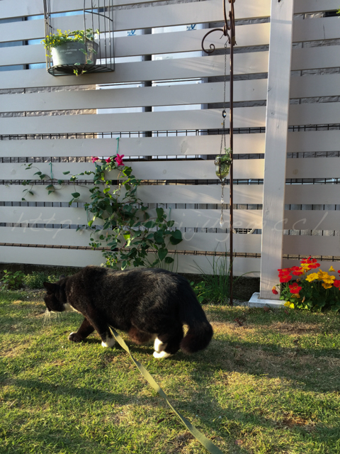 20150527けん.jpg
