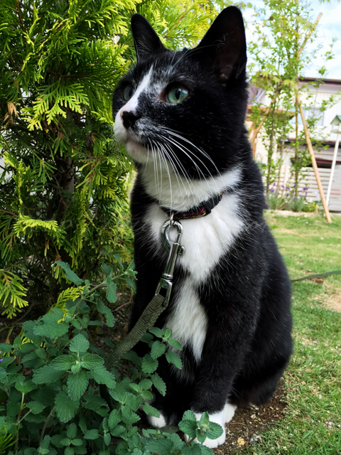 20150526けん-2.jpg