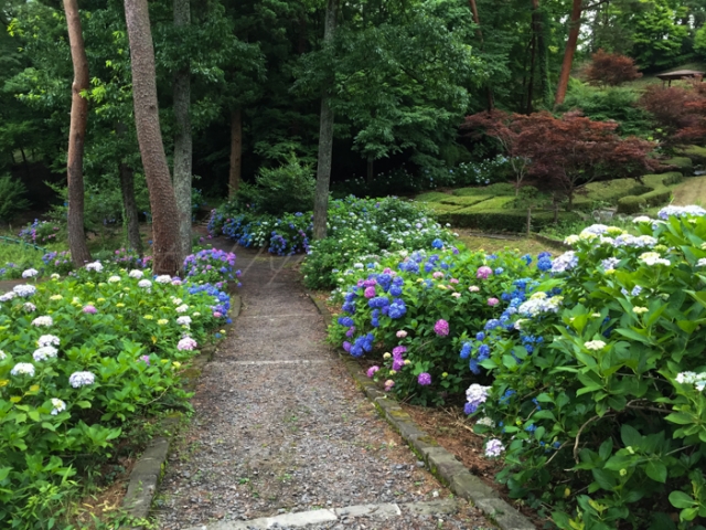 20150628紫陽花-4.jpg