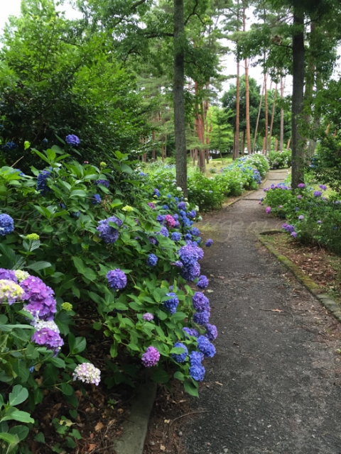 20150628紫陽花-3.jpg