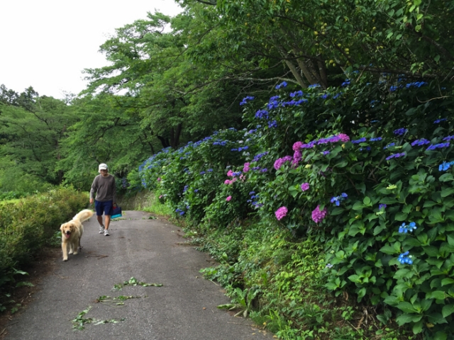 20150628紫陽花-2.jpg