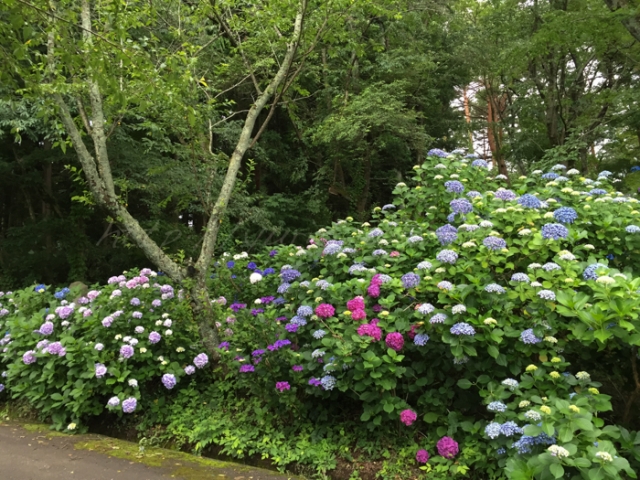 20150628紫陽花.jpg