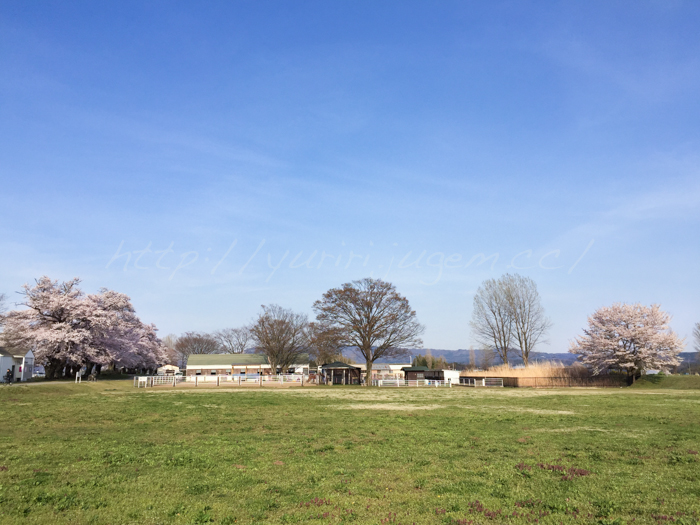 20160412岩瀬牧場.jpg