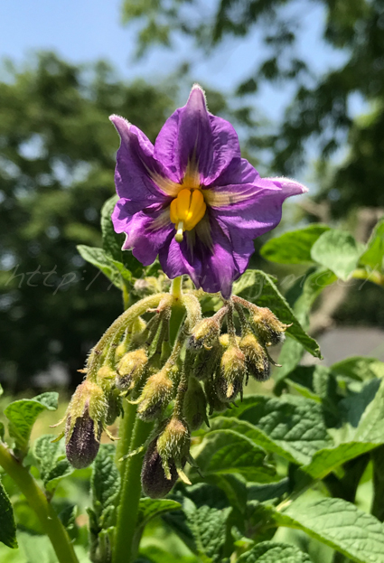 20170523じゃが芋の花-3.jpg