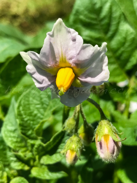 20170523じゃが芋の花-2.jpg