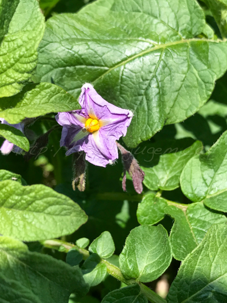 20170523じゃが芋の花.jpg