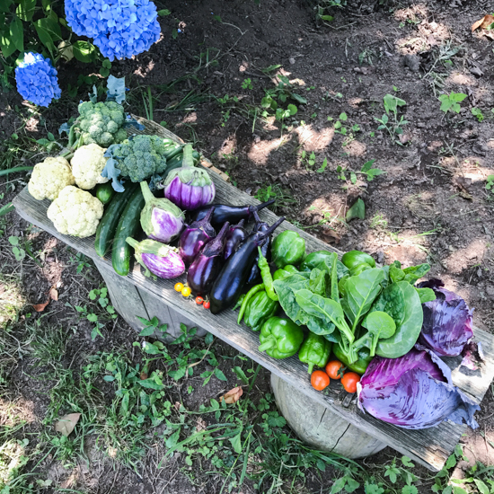 20170711畑の収穫野菜-2.jpg