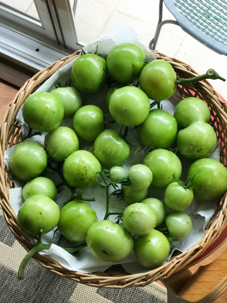 20170801青トマト-2.jpg