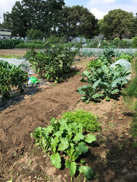 20170927畑-19.jpg