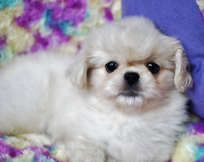 激カワ ペキニーズ ちゃん ペットプラザ高槻店ブログ