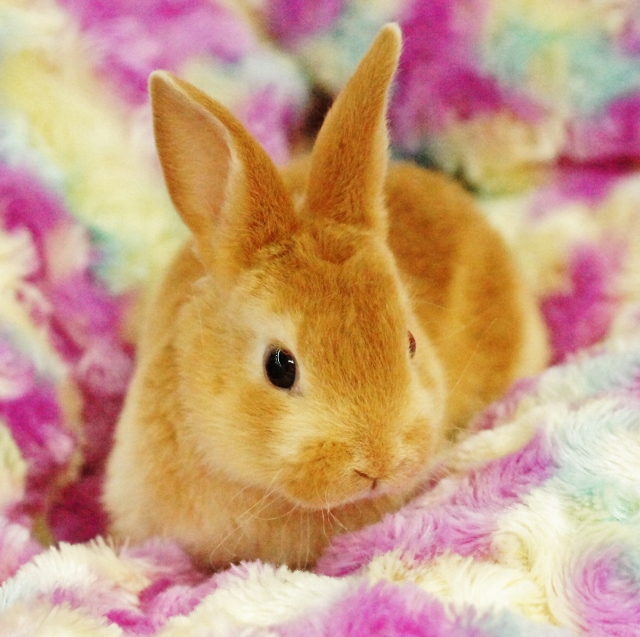 可愛いウサギちゃんがいっぱい♪ | ペットプラザ高槻店ブログ