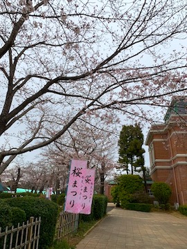 牛久シャトー桜祭り
