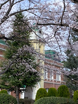 牛久シャトーの桜