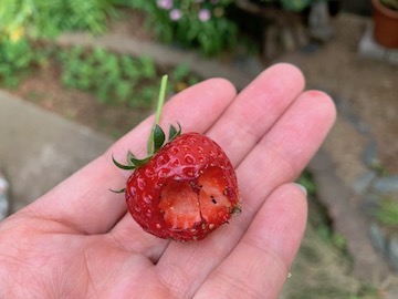 いちご2