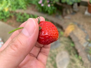 いちご1