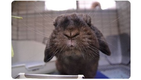 ﾟ+。うさぎさんお口写真｡+ﾟ】 | うさぎ星 スタッフブログ